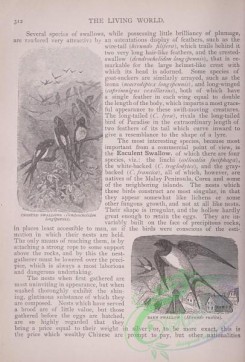 the_living_world-00259 - 279-Crested Swallow, dendrochelidon longipennis, Barn Swallow, hirundo rustica