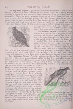 the_living_world-00263 - 283-Toothed Pigeon, Passenger Pigeon