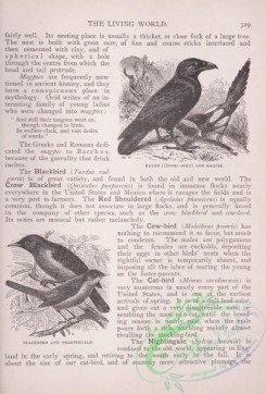 the_living_world-00272 - 292-Raven, corvus corax, Magpie, Blackbird, Nightingale