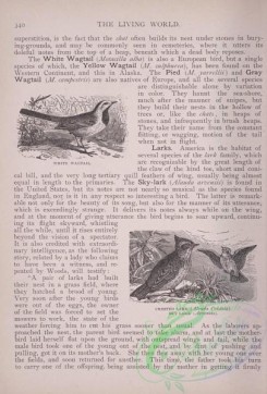 the_living_world-00283 - 303-White Wagtail, Crested Lark, alvuda cristata, Sky Lark, arvensis