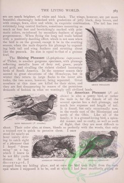 the_living_world-00302 - 323-Argus Pheasant, Sand Pheasant, phasianus exustus, American Pheasant, Shining Pheasant