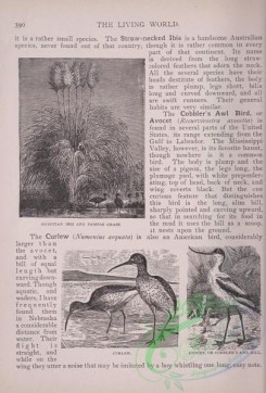 the_living_world-00329 - 350-Egyptian Ibis, Pampas Grass, Curlew, Avocet, Cobbler's Awl Bill