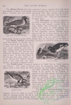 the_living_world-00333 - 354-Gold Piper, charadrias auratus, Oyster Catcher, Pebble Turner