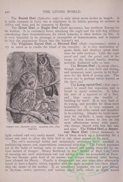 the_living_world-00359 - 380-Forest Owl, syrnium aluco, Screech Owl, otus vulgaris