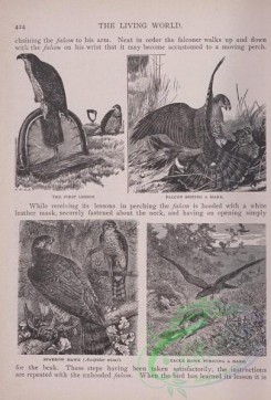 the_living_world-00363 - 384-First Lesson, Falcon Seizing a Hare, Sparrow Hawk, accipitor nisus, Eagle Hawk pursuing a Hare
