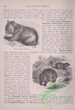 the_living_world-00402 - 424-Broad Nosed Wombat, Large-browed Wombat