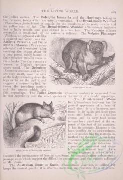the_living_world-00403 - 425-Australian Bear, Phalanger, phalangista vulpina