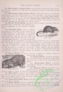 the_living_world-00444 - 467-Shrew Mouse, Tanrec Hedgehog