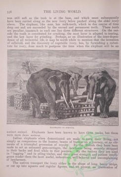 the_living_world-00452 - 478-Elephant in service