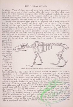 the_living_world-00457 - 483-Skeleton of anthracotherium magnum