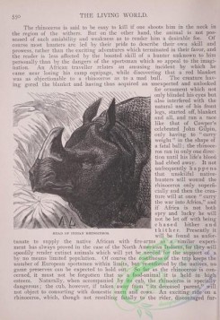 the_living_world-00465 - 492-Indian Rhinoceros