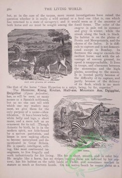the_living_world-00475 - 502-Daw and Quagga of Africa, Zebra