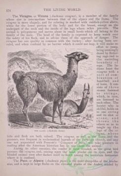 the_living_world-00489 - 516-Llama, auchenia llama
