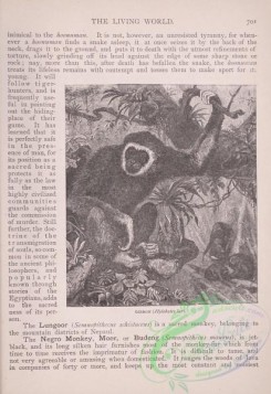 the_living_world-00611 - 640-Gibbon, hylobates lar'