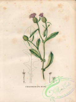 thistle-00043 - centaurea aspera [4840x6432]