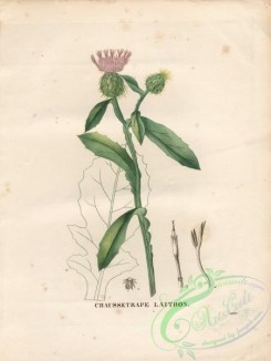 thistle-00046 - centaurea sonchifolia [4840x6432]