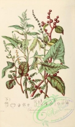thistle-00058 - 112-chenopodium bonus henricus, beta maritima, spinacia oleracea, basella rubra, blitum virgatum, salsola kali, salicornia herbacea [2213x3727]