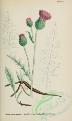thistle-00473 - Hybrid between Dwarf and Meadow Thistles, carduus acauli-pratensis