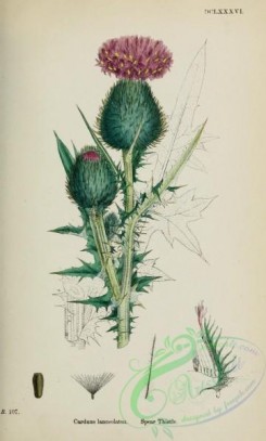 thistle-00488 - Spear Thistle, carduus lanceolatus