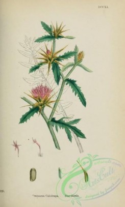 thistle-00490 - Star-thistle, centaurea calcitrapa