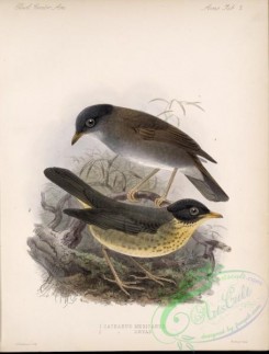 thrushes-00189 - Black-headed Nightingale-Thrush, Spotted Nightingale-Thrush