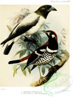 thrushes-00199 - Ivory-backed Woodswallow, artamus monachus, Red-backed Thrush, geocichla erythronota