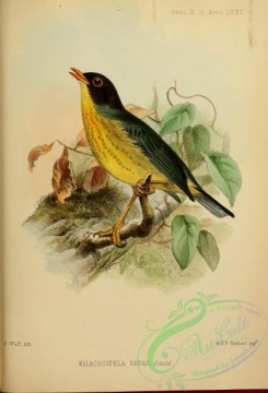 thrushes-00268 - Spotted Nightingale-Thrush