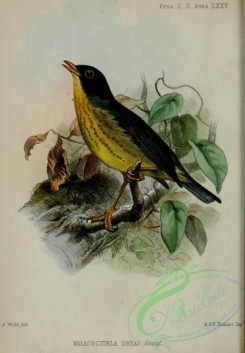 thrushes-00421 - Spotted Nightingale-Thrush, malacocichla dryas