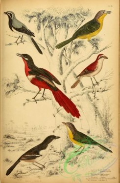 thrushes-00426 - Buff-breasted Shrike, Cruel Shrike, Supercilious Shrike, Whiskered Shrike, Boubou Shrike, Olive Thrush-Shrike