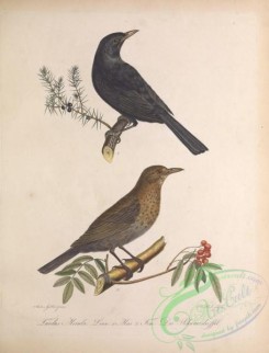 thrushes-00429 - Eurasian Blackbird, turdus merula