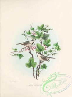 tits-00026 - 002-Mountain Titmouse or Mountain Chickadee or White-browed Chickadee, parus montanus