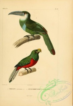 toucans-00046 - Crested Quetzal, aulacorhynchus caerulei-cinctis