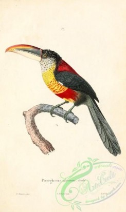 toucans-00061 - pteroglossus ulocomus