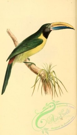 toucans-00075 - Green Aracari, pteroglossus viridis