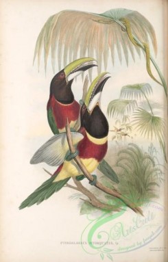 toucans-00124 - 026-pteroglossus bitorquatus