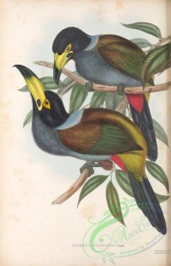 toucans-00137 - 039-andigena cucullatus