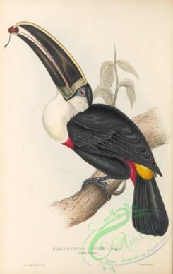 toucans-00151 - 002-Cuvier's Toucan, ramphastos cuvieri