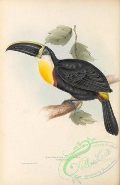 toucans-00154 - 005-Osculant Toucan, ramphastos osculans