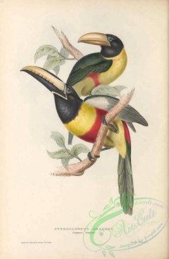toucans-00161 - 012-Cayenne Aracari, pteroglossus aracari