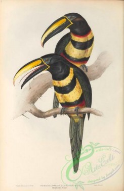 toucans-00164 - 015-Many-banded Aracari, pteroglossus pluricinctus