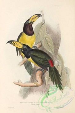 toucans-00169 - 020-Lettered Aracari, pteroglossus inscriptus