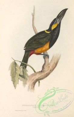 toucans-00174 - 025-Langsdorf's Aracari, pteroglossus langsdorfii