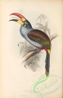 toucans-00176 - 027-Grey-breasted Aracari, pteroglossus hypoglaucus