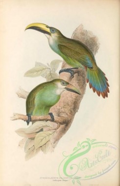 toucans-00178 - 029-Golden-green Aracari, pteroglossus prasinus
