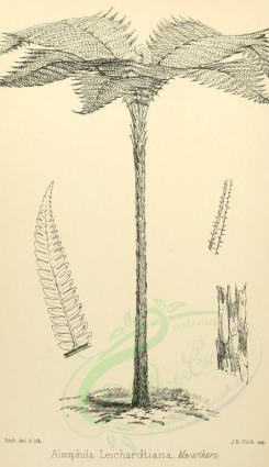 trees-00001 - alsophila leichardtiana (L) (black-and-white) [1946x3371]