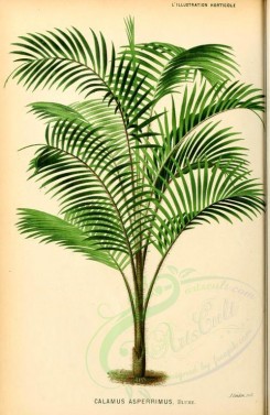 trees-00431 - calamus asperrimus (L) [1975x3034]
