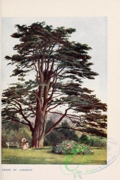 trees-00819 - Cedar of Lebanon [1745x2618]
