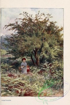 trees-00825 - Hawthorn [1745x2618]