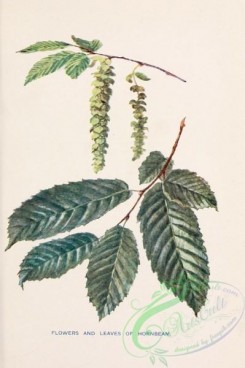 trees-00828 - Hornbeam flowers and leaves [1745x2618]