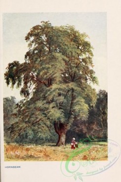 trees-00829 - Hornbeam [1745x2618]